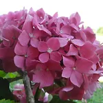Bed and Breakfast Casa Pascolone 3*
