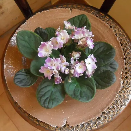 Bed & Breakfast Casa Pascolone 3*