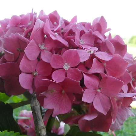 Bed & Breakfast Casa Pascolone 3*